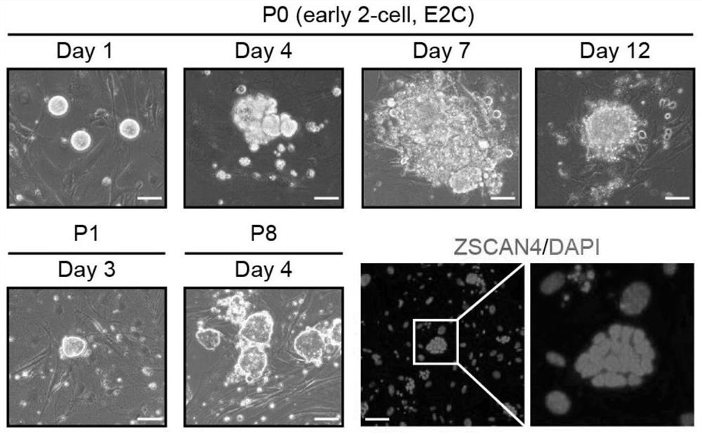 Culture medium for inducing totipotent stem cells of mice and induction method