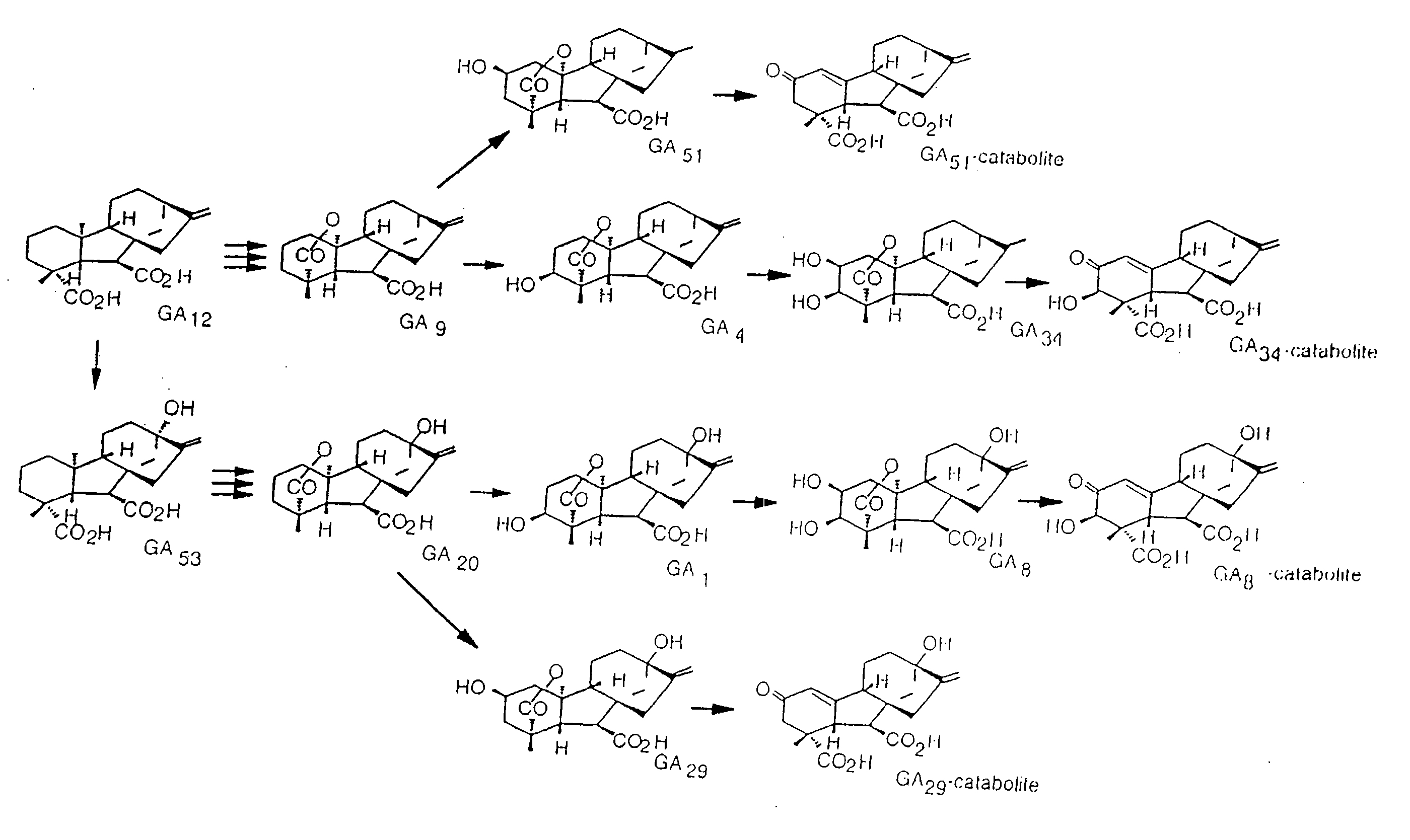 Gibberellin 2-Oxidase