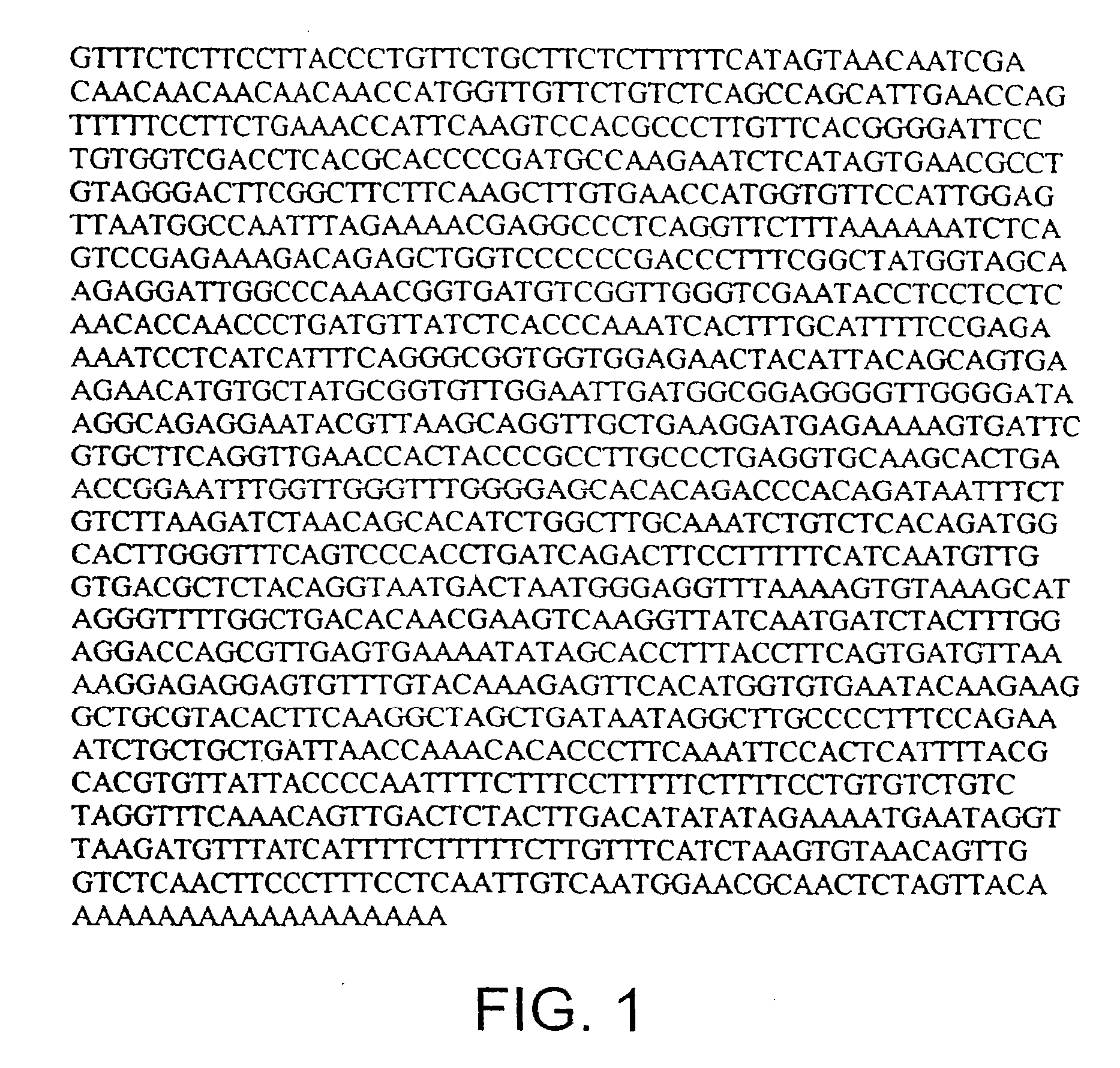 Gibberellin 2-Oxidase