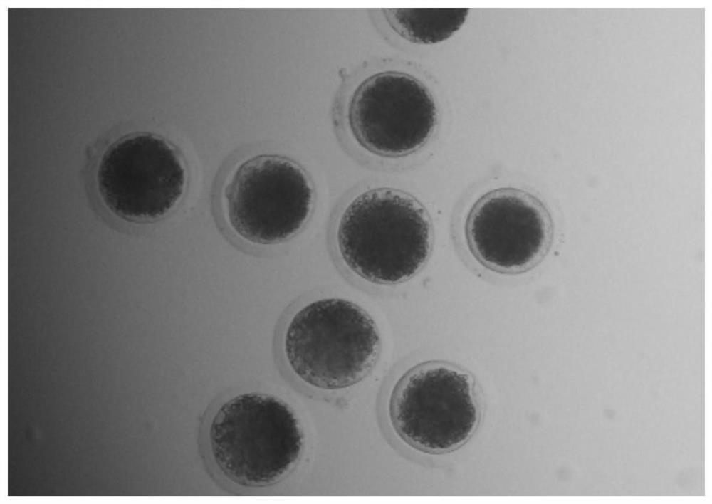 Porcine oocyte in-vitro maturation system containing butoxylic acid and application of porcine oocyte in-vitro maturation system