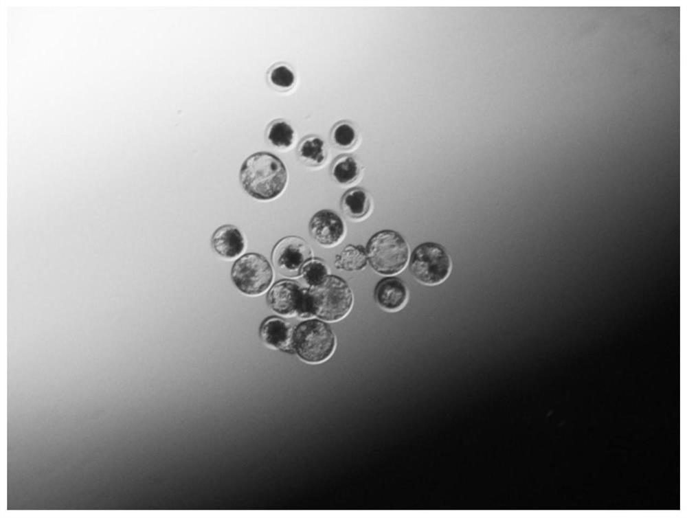 Porcine oocyte in-vitro maturation system containing butoxylic acid and application of porcine oocyte in-vitro maturation system