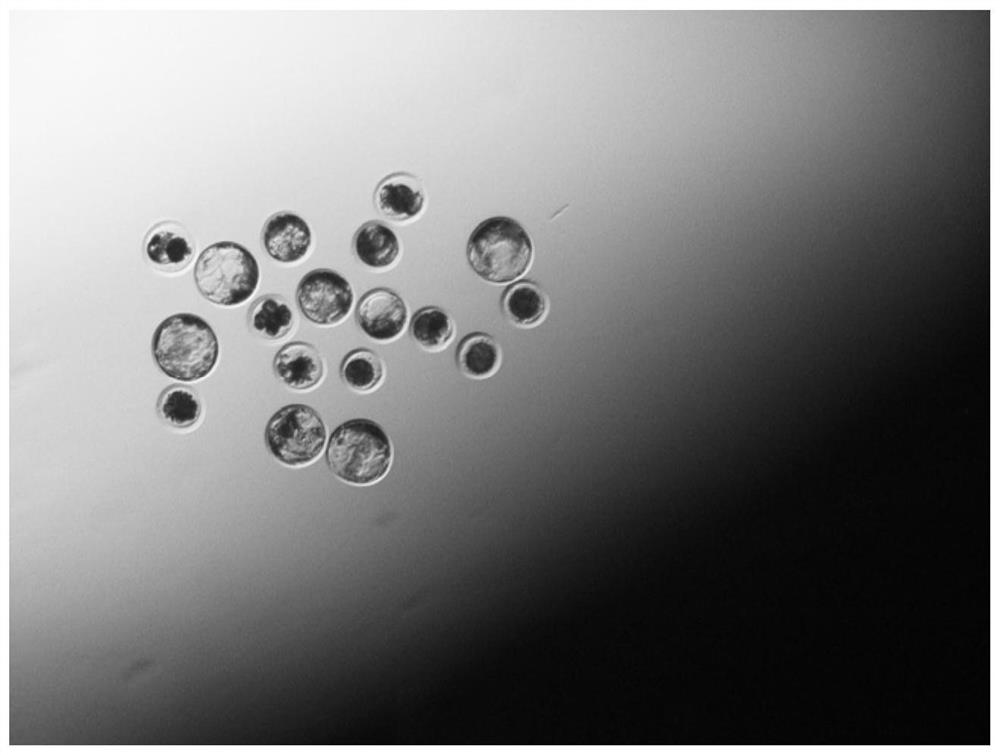 Porcine oocyte in-vitro maturation system containing butoxylic acid and application of porcine oocyte in-vitro maturation system