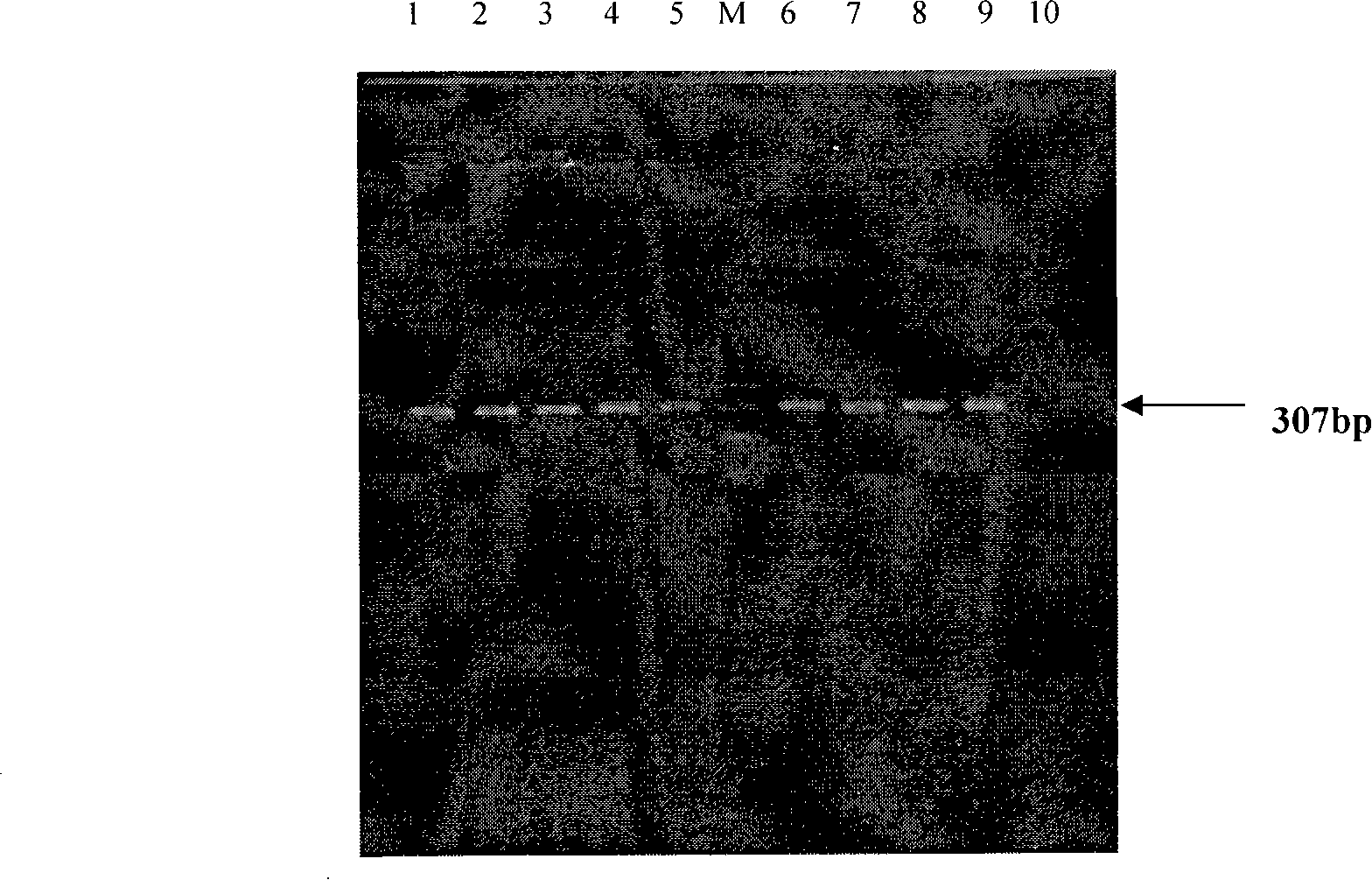 Method for extracting total DNA from milk