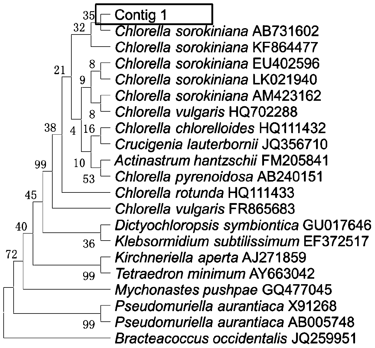 A high protein-producing Chlorella and its culture method and application