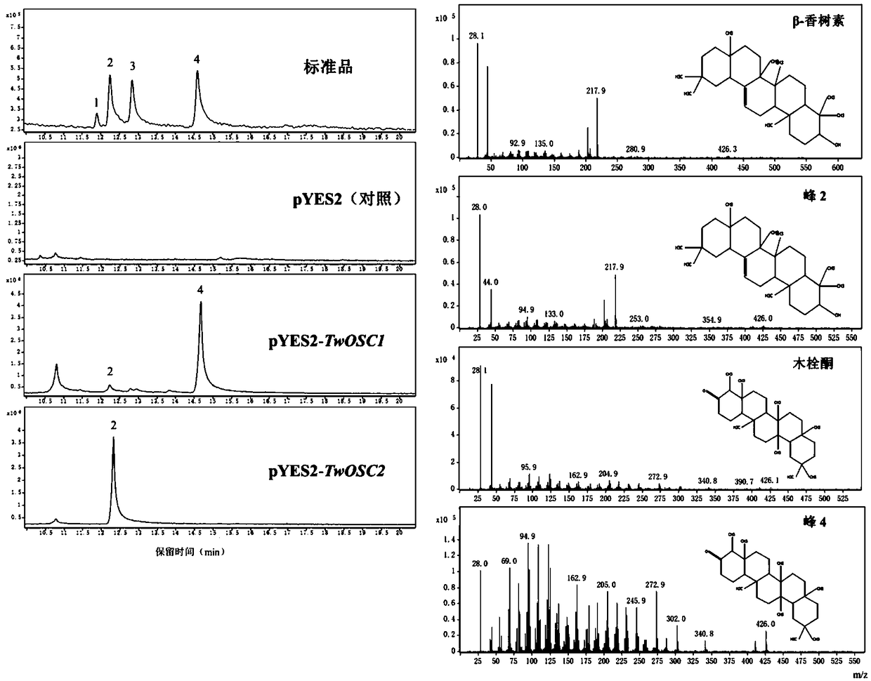 Triterpene synthase of tripterygium wilfordii TwOSC1, encoding gene and application thereof