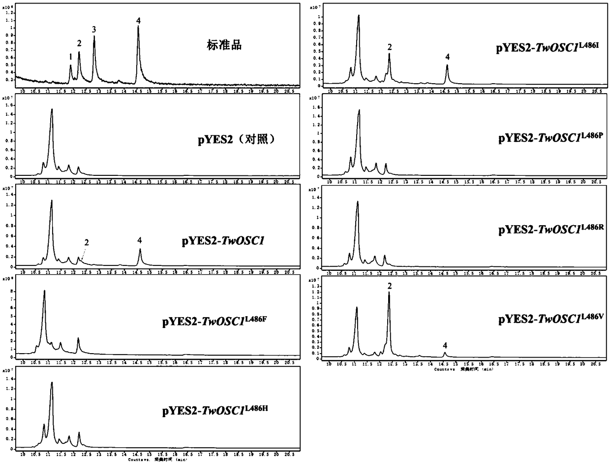 Triterpene synthase of tripterygium wilfordii TwOSC1, encoding gene and application thereof