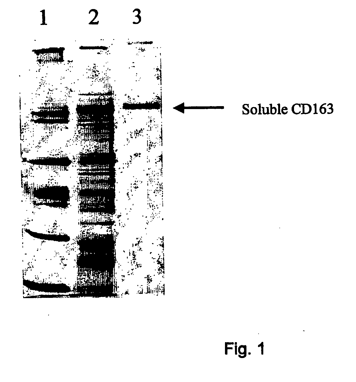 Methods for using the CD163 pathway for modulating an immune response