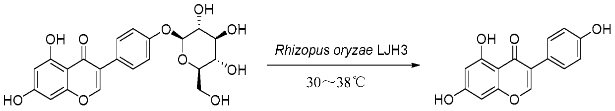 Rhizopus oryzae ljh3 and its application in biotransformation of sophoroside to prepare genistein