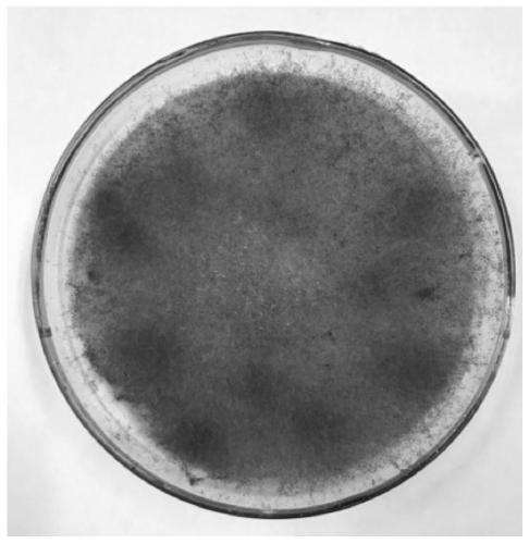 Rhizopus oryzae ljh3 and its application in biotransformation of sophoroside to prepare genistein