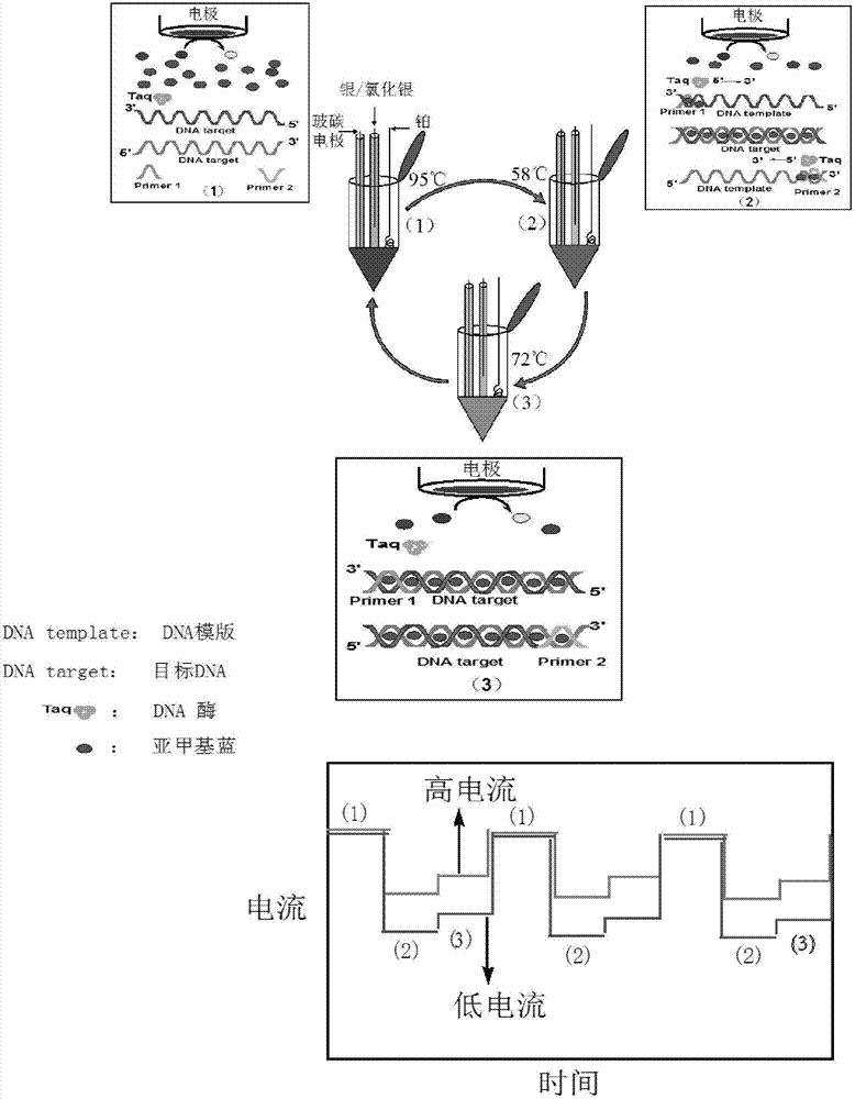 Electrochemistry ampere detection method for quantitively detecting polymerase chain reaction (PCR) based on methylene blue indicator