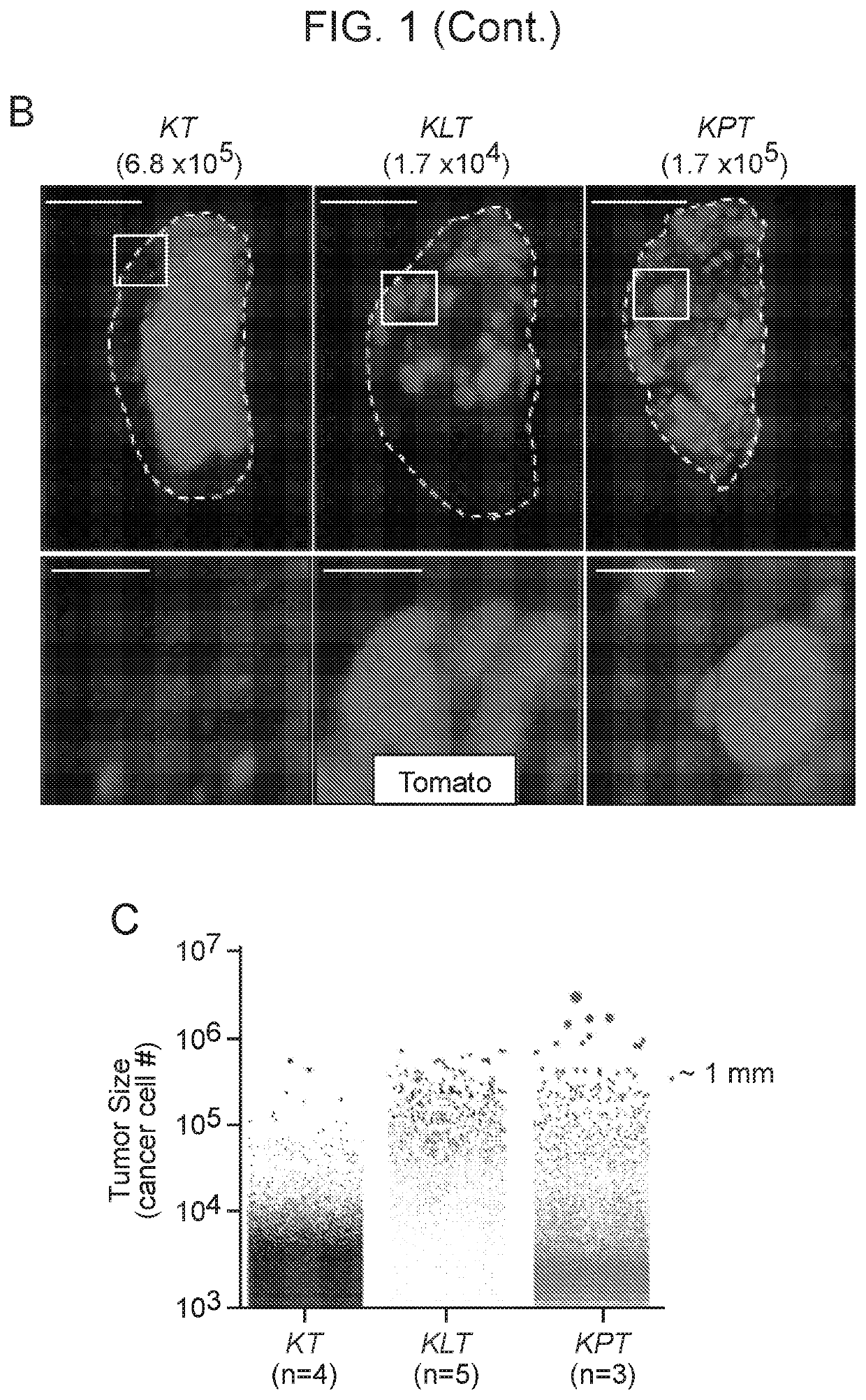 Compositions and methods for multiplexed quantitative analysis of cell lineages