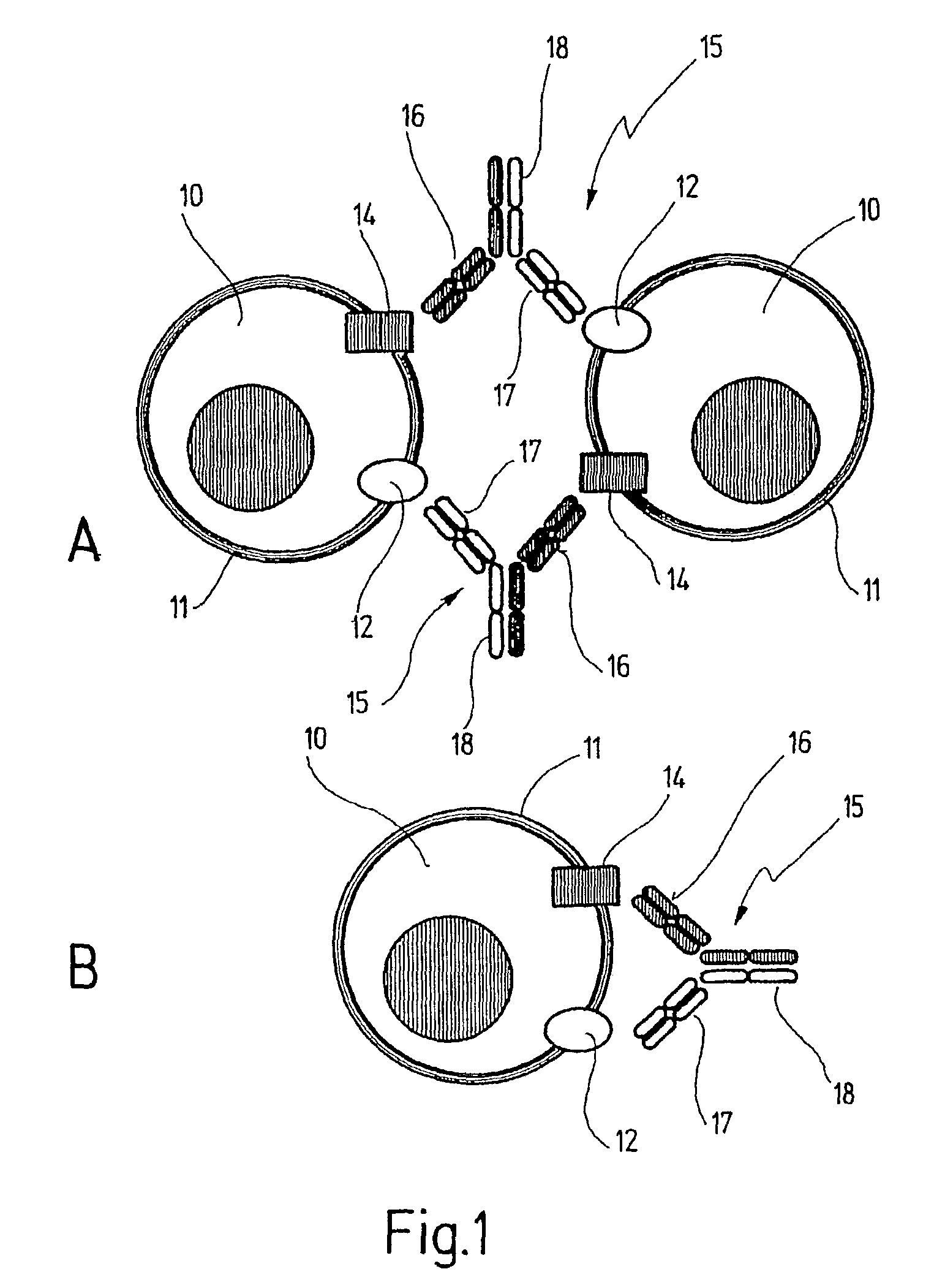 Multispecific reagent for selectively stimulating cell surface receptors