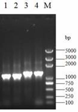 Tobacco chloroplast genome recombination hotspot short-sequence NtcpRH23