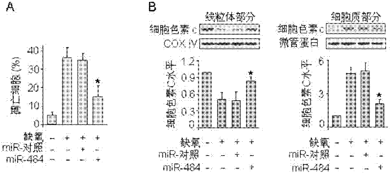 Novel application of miRNA-484 and pharmaceutical composition containing miRNA-484 and its application