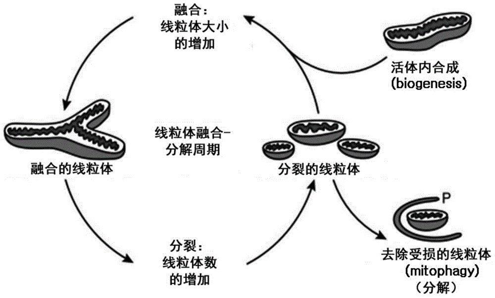 Method for screening a whitening substance using mitochondrial dynamics, and kit using the method