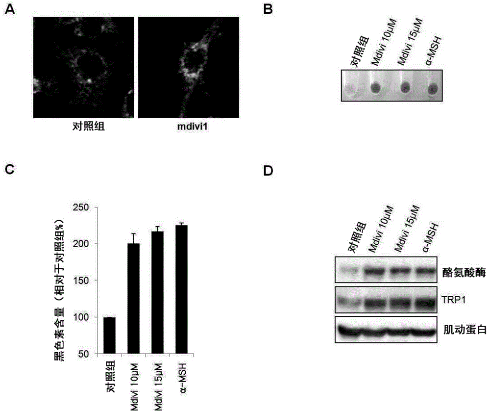 Method for screening a whitening substance using mitochondrial dynamics, and kit using the method