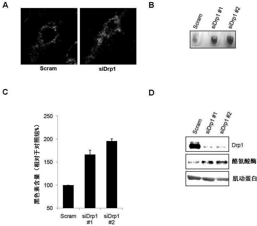 Method for screening a whitening substance using mitochondrial dynamics, and kit using the method