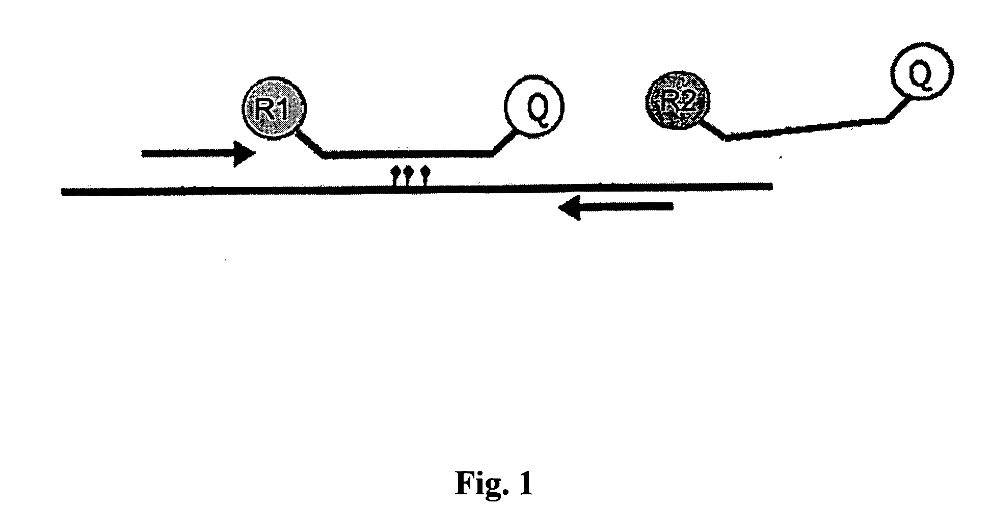 Method for the quantification of methylated DNA