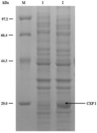 A carbonyl reductase resistant to high concentration of alcohol solution and its application