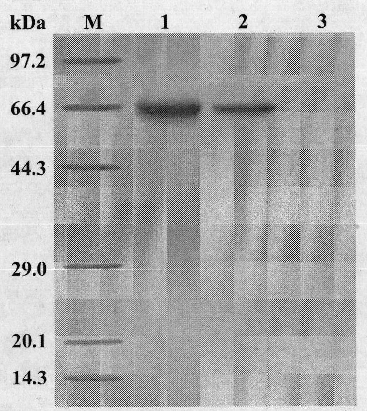 Phytophthora capsici pectate lyase (PL) Pcpel1 gene, protein preparation method and application thereof