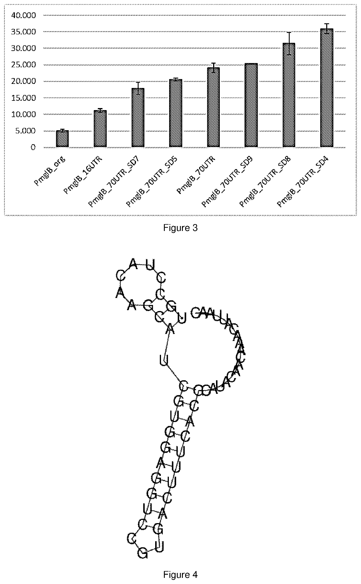 Nucleic acid construct comprising 5' utr stem-loop for in vitro and in vivo gene expression