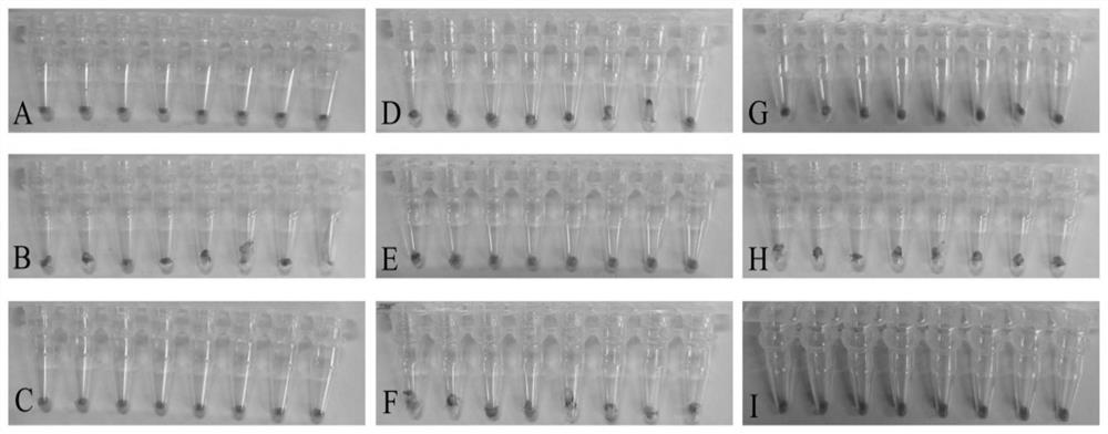 A kind of loop-mediated isothermal amplification reagent that can be transported at room temperature, its preparation method and application