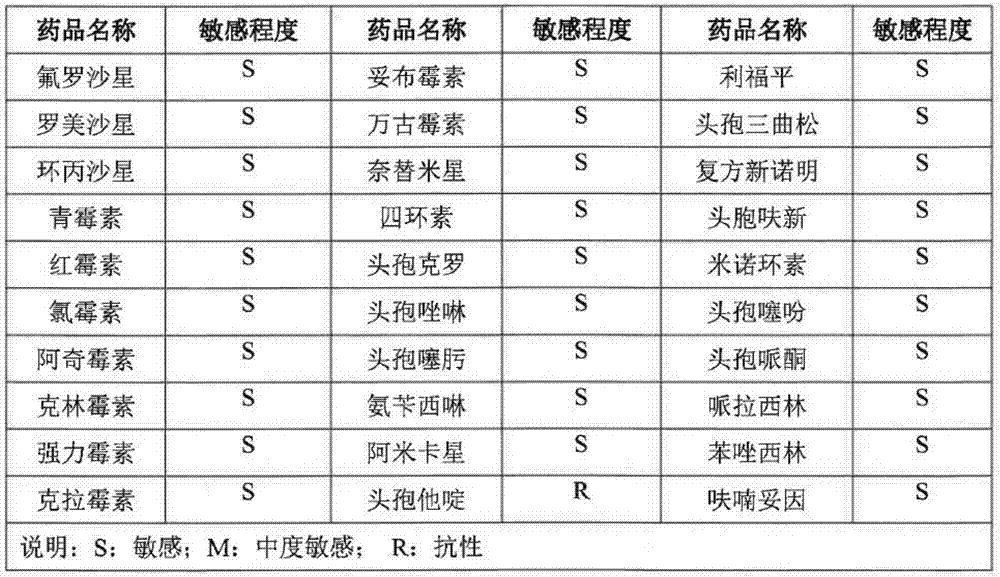 Bacillus coagulans as well as microbial preparation, preparation method and application thereof