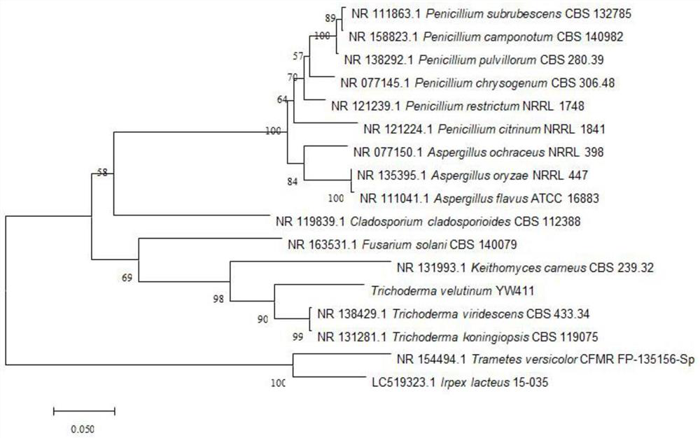Trichoderma haworthia YW411, culture method, microbial inoculum and application of trichoderma haworthia YW411