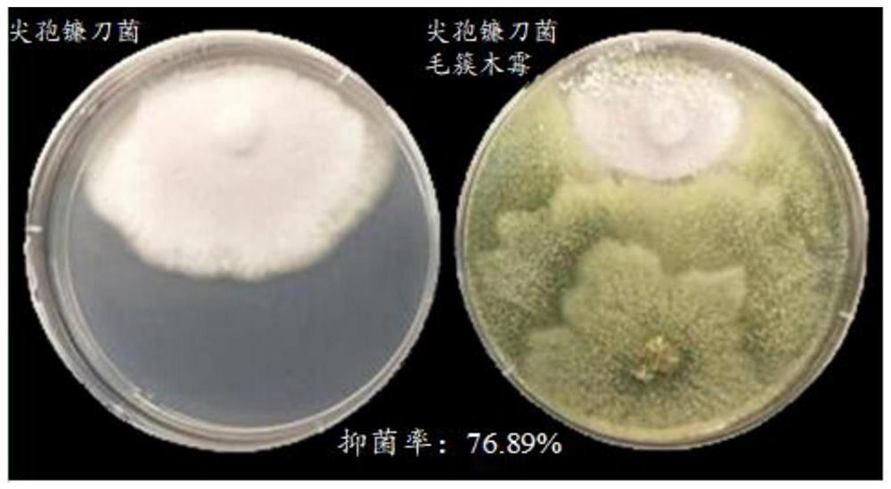 Trichoderma haworthia YW411, culture method, microbial inoculum and application of trichoderma haworthia YW411