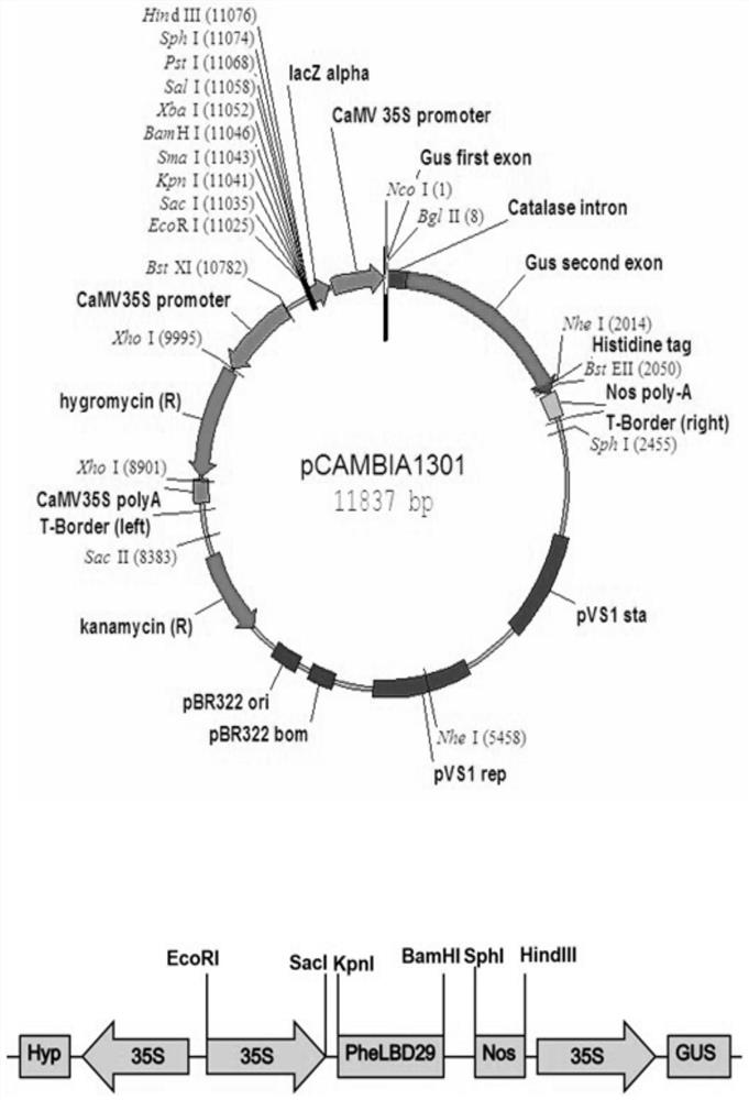 Moso bamboo leaf shape regulation gene PheLBD29 and application thereof