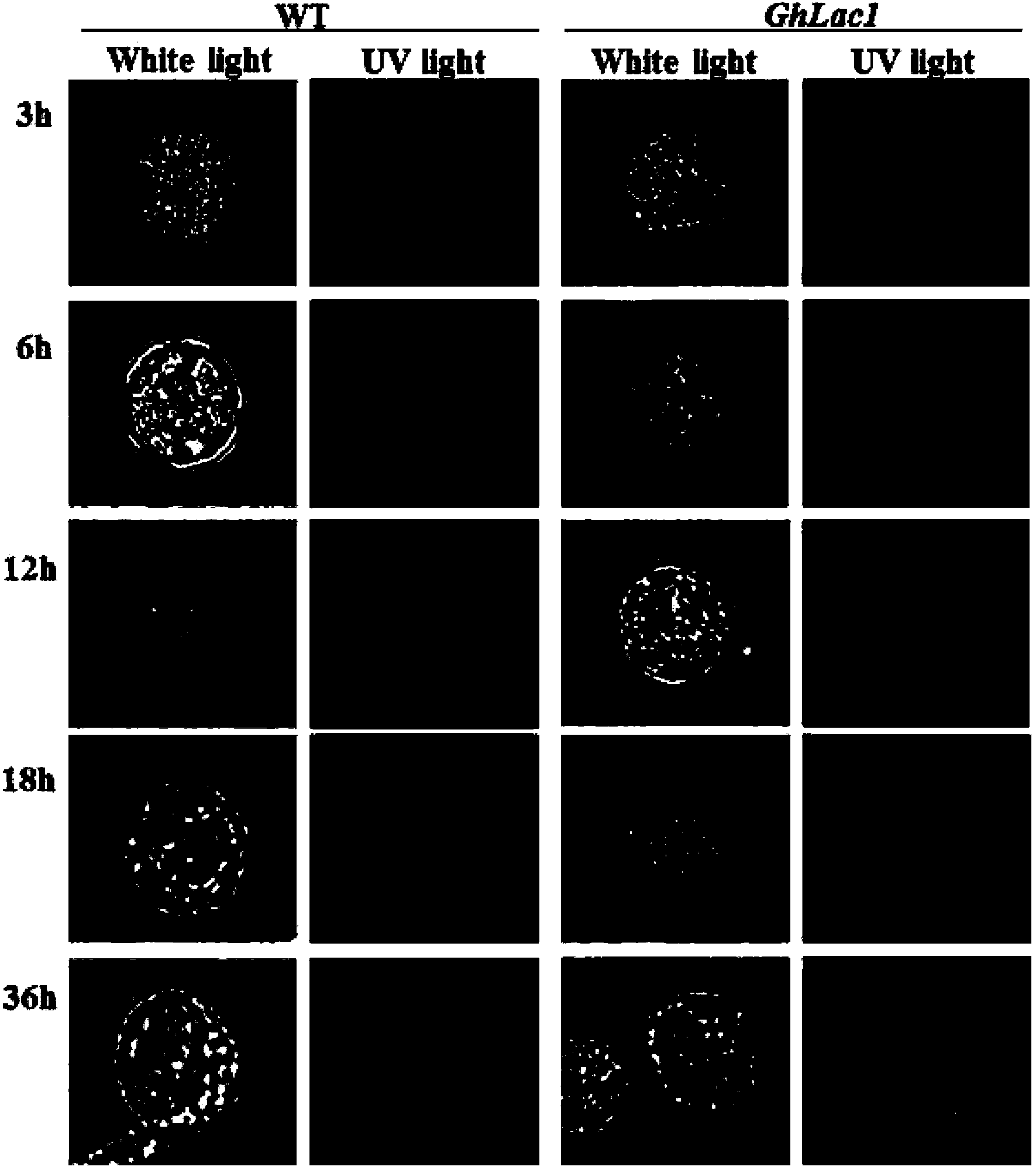 GhLac1 gene of broad-spectrum resistance of mediated cotton and application thereof