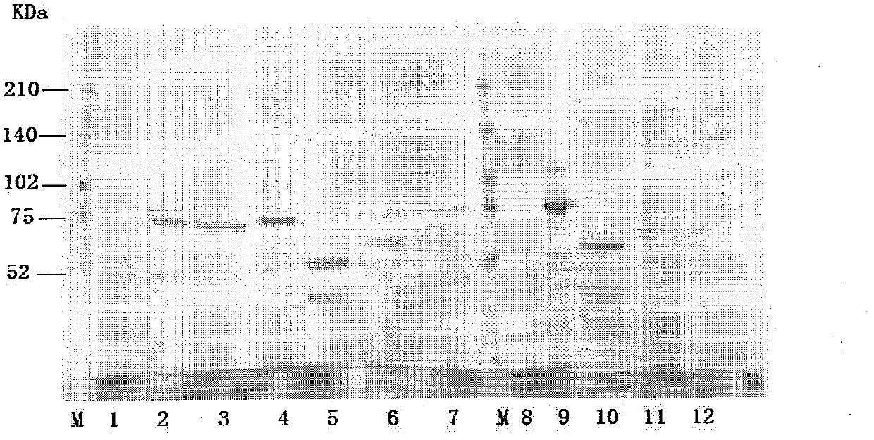 Method for performing fusion expression on protein containing disulfide bond