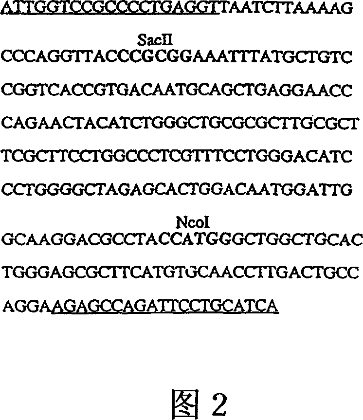 Medical preparations for treatment of alpha-galactosidase A deficiency