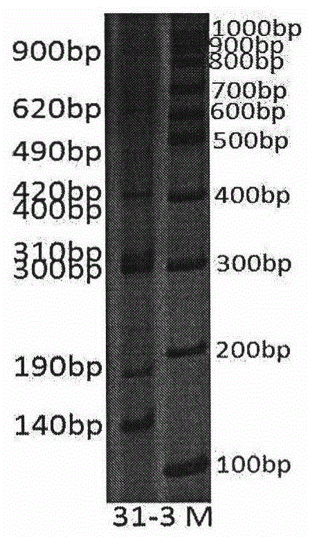 Molecular marking method for identifying variety of Suzhi No.1 hybrid zoysia