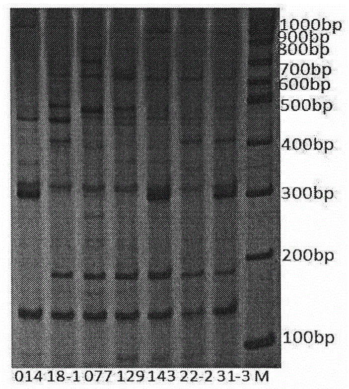 Molecular marking method for identifying variety of Suzhi No.1 hybrid zoysia