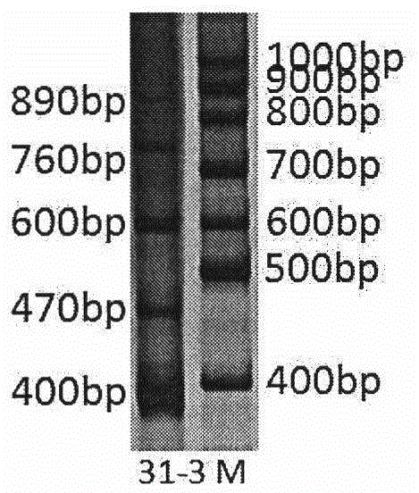 Molecular marking method for identifying variety of Suzhi No.1 hybrid zoysia