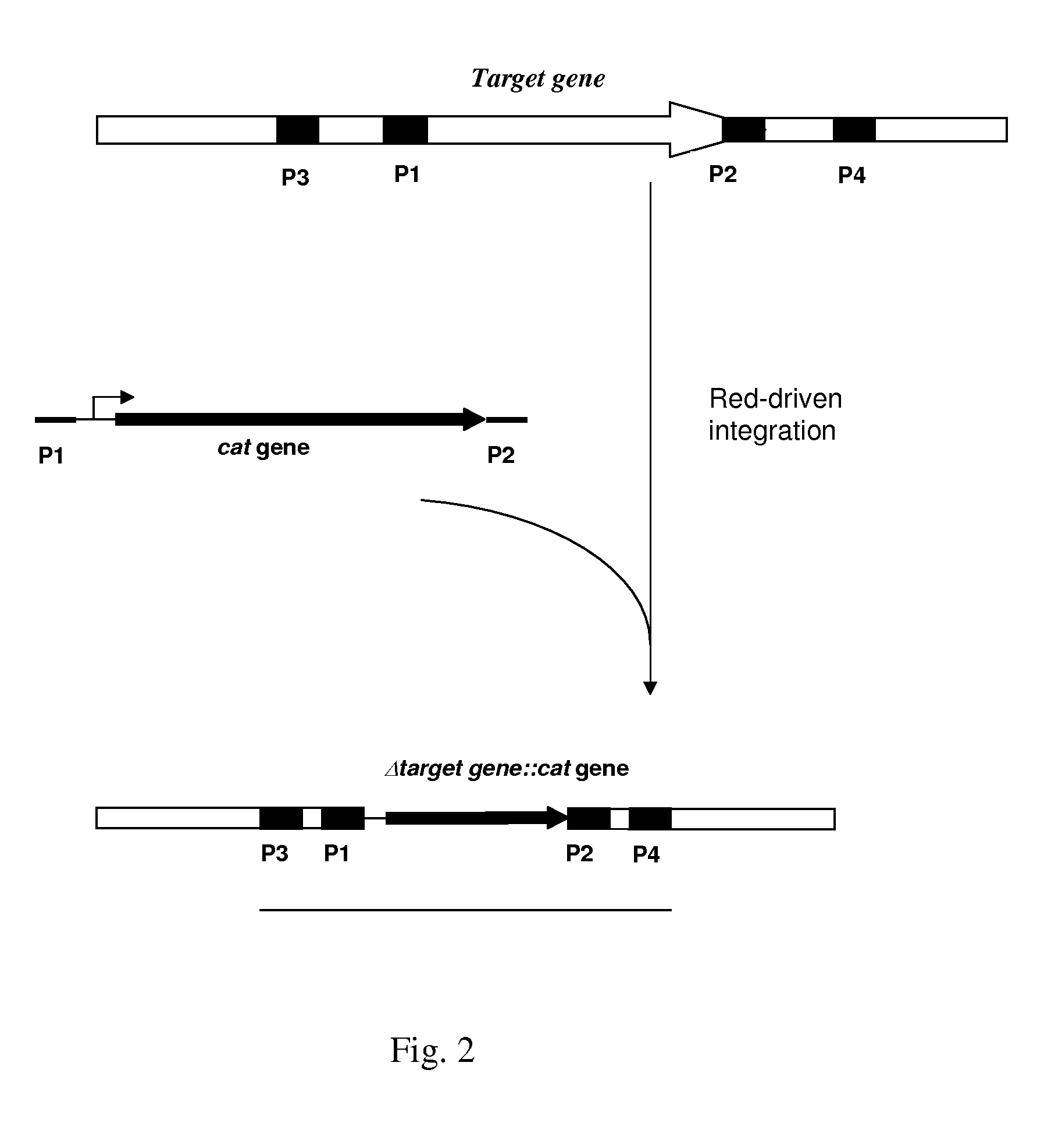 Method for producing an l-amino acid using bacterium of the enterobacteriaceae family with attenuated expression of a gene coding for small RNA