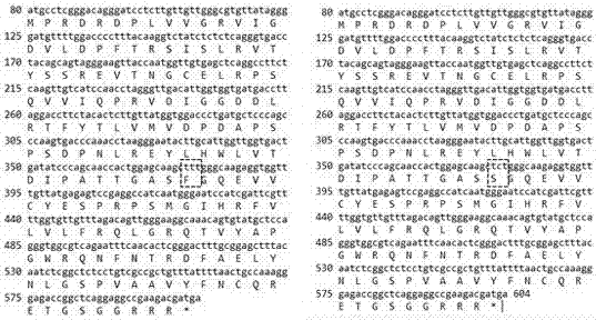 Tea tree flowering gene CsFT and encoding protein thereof