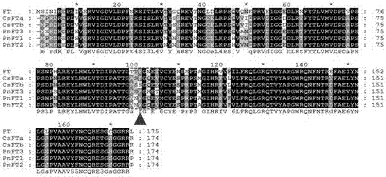 Tea tree flowering gene CsFT and encoding protein thereof