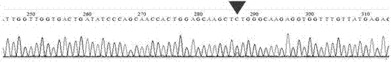 Tea tree flowering gene CsFT and encoding protein thereof