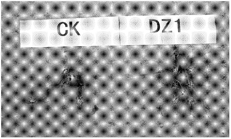 Ziziphus jujube mill photosphere rhizosphere bacillus sp. capable of promoting growth