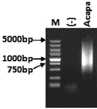 Method for constructing Copepoda full-length cDNA (complementary deoxyribonucleic acid) library