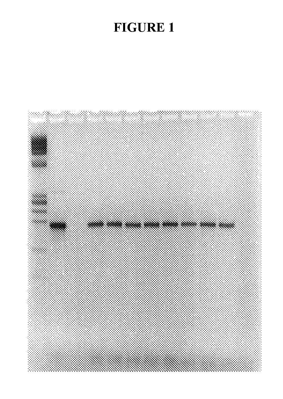 Methods for Detecting Papillomavirus DNA in Blood Plasma and Serum