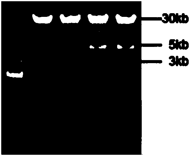 Recombinant adenovirus carrier for expressing African swine fever virus E183L genes, creation method of recombinant adenovirus carrier and preparation method of recombinant adenovirus