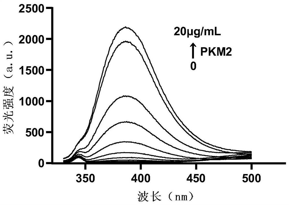 Small molecule fluorescent probe and preparation method for specific detection and activation of pkm2 protein