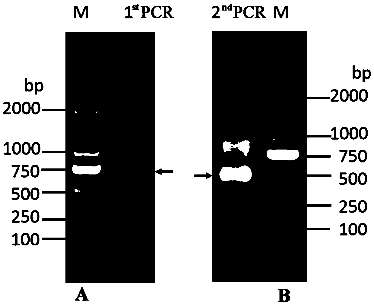 Camel-derived nano antibody capable of being specifically combined with carbonic anhydrase IX and application of camel-derived nano antibody