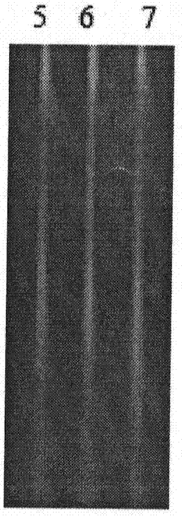 A semi-nested-multiple PCR method for identifying the authenticity of donkey-hide gelatin