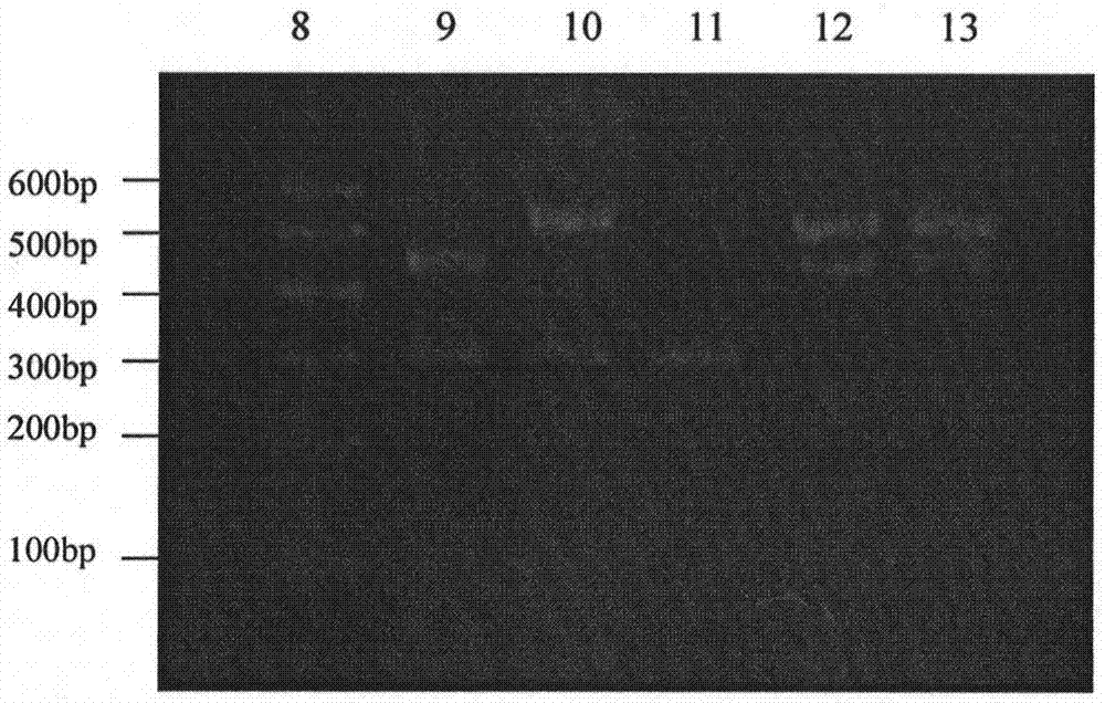 A semi-nested-multiple PCR method for identifying the authenticity of donkey-hide gelatin