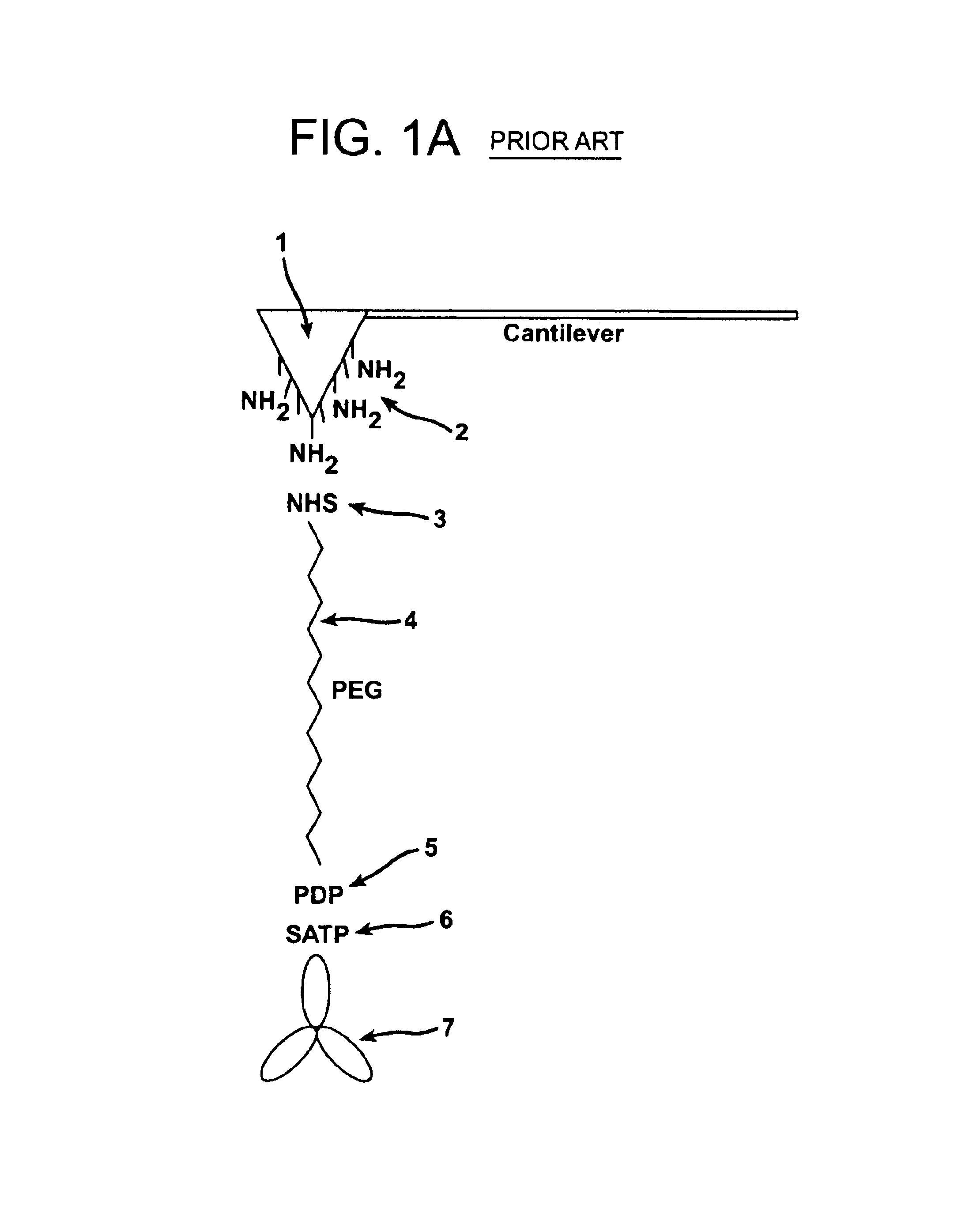 Topography and recognition imaging atomic force microscope and method of operation