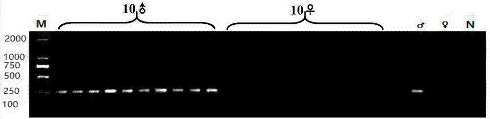 Molecular marker for identifying genetic gender of nibea albiflora and application thereof